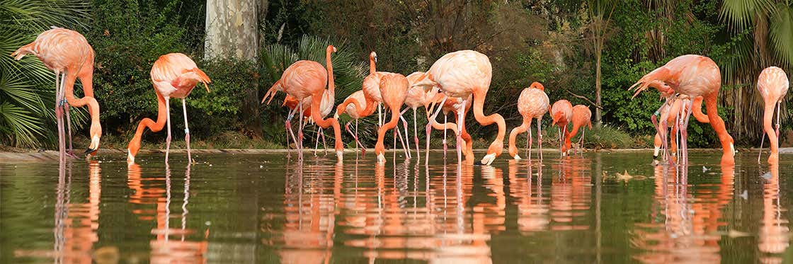 Zoo di Barcellona